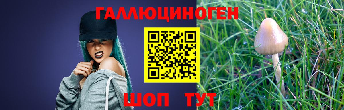 Псилоцибиновые грибы Psilocybe Орёл